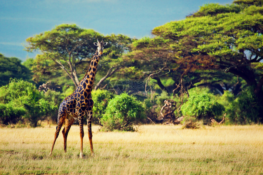 肯尼亚安博塞利的Safari 肯尼亚 非洲动物群天空荒野大草原草原斑点衬套蓝色哺乳动物反刍动物图片