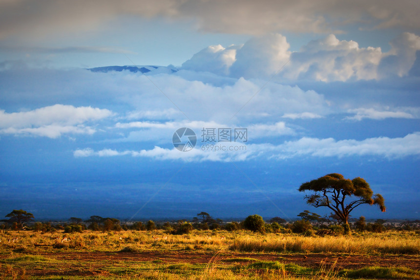 肯尼亚安博塞利的萨凡纳生态旅行蓝色国家天空顶峰野生动物大草原荒野草原图片