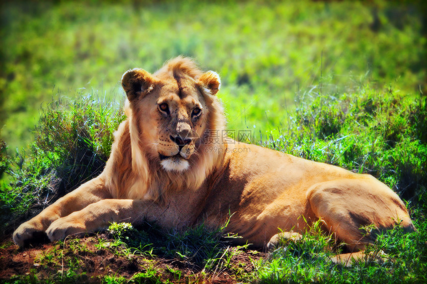 非洲坦桑尼亚塞伦盖蒂的SafariSerengeti异国成人头发说谎大草原捕食者野生动物男性休息食肉图片
