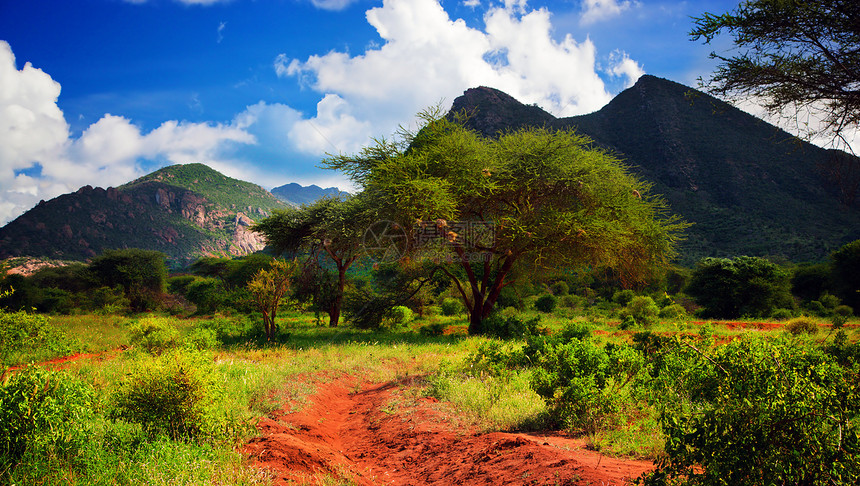 红地路 热带草原灌树 察沃西部 肯尼亚 非洲风景植物群公园植物蓝色全景生态旅行国家大草原图片