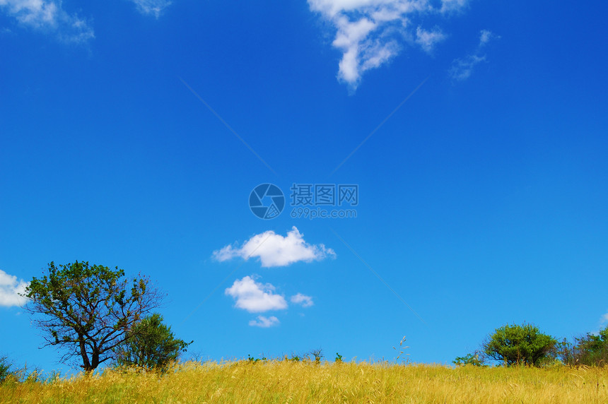 蓝色天空的美丽黄地和树图片