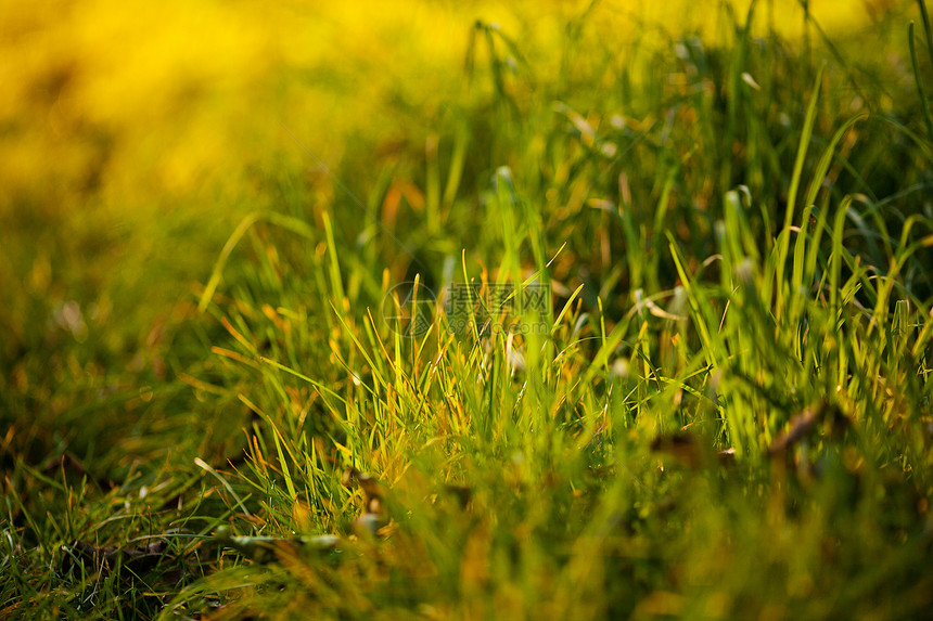 阳光照耀的青绿草本底草皮环境植物美化自由场景世界城市公园院子图片