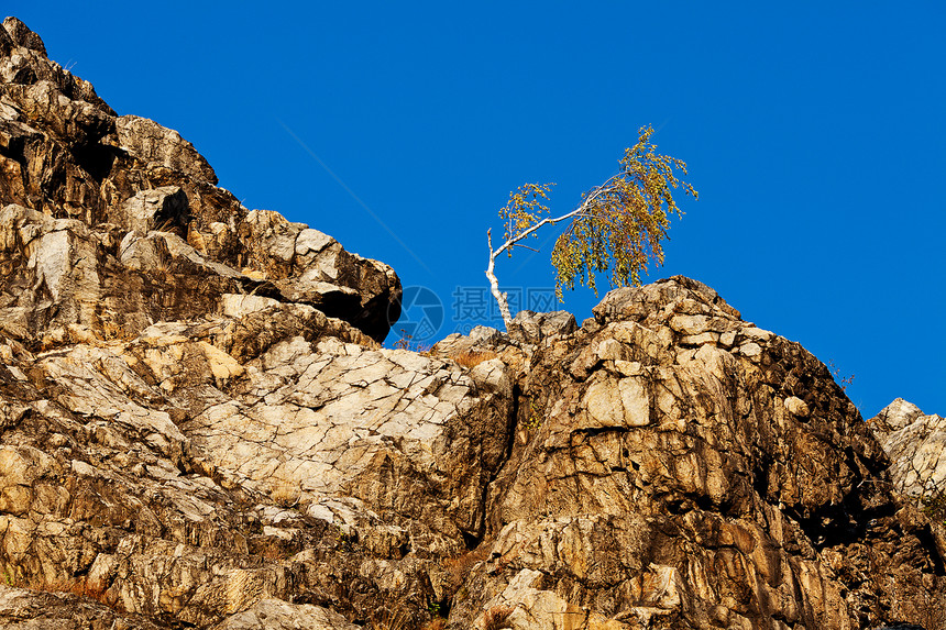 在岩石的斜坡上孤单的树 与蓝天对立图片