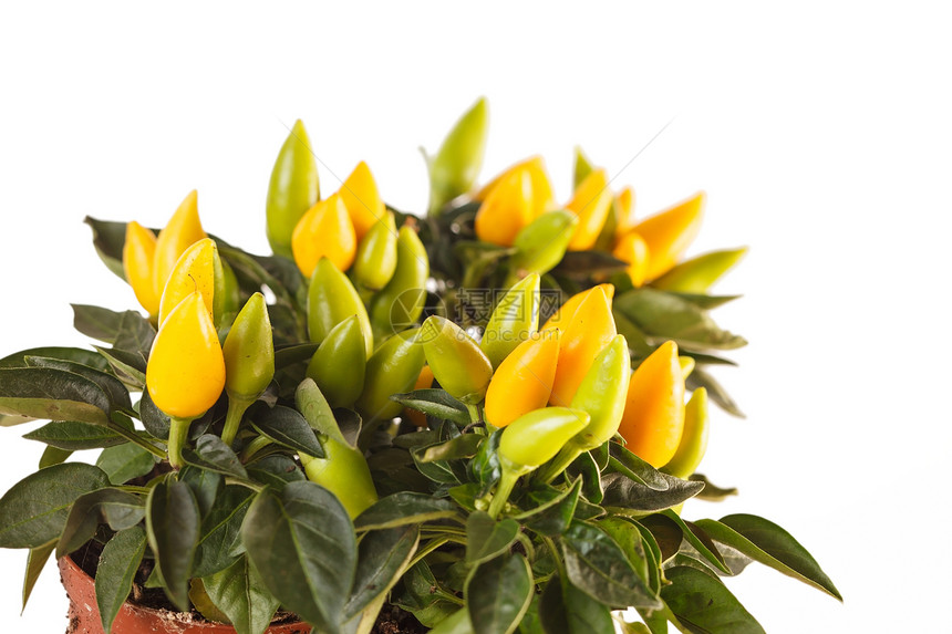 小黄胡椒植物美食味道蔬菜寒冷黄色香料盆栽营养绿色图片