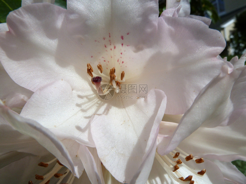 粉红白植物花瓣粉色质量图片