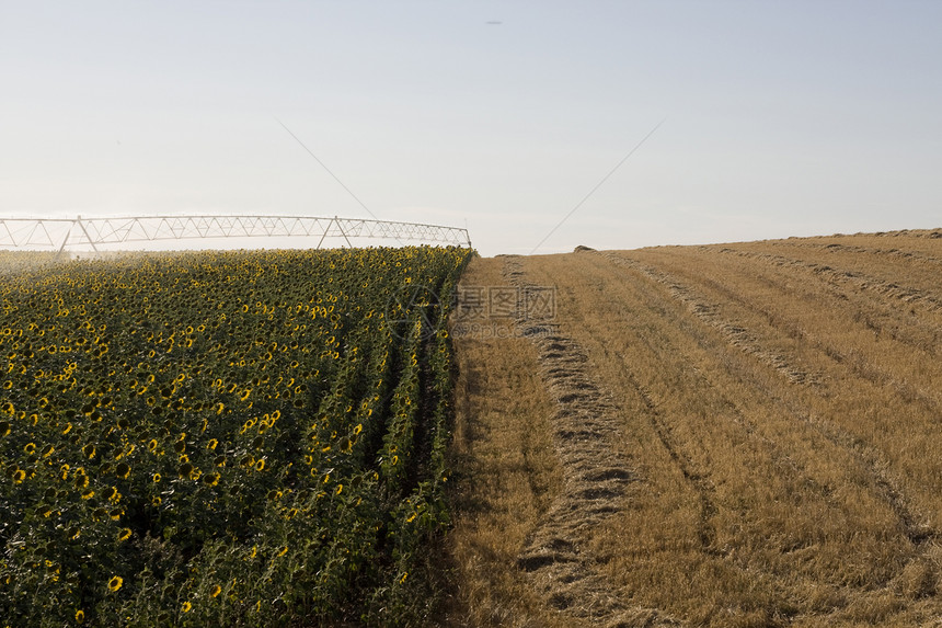 向日向外的灌溉系统农田农业场地生长向日葵机器工业洒水器农场乡村图片