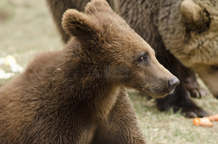 年轻棕熊野生动物毛皮危险动物学食肉草地公园捕食者动物力量图片