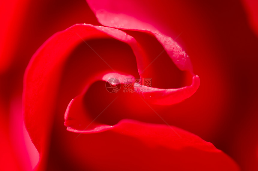 红玫瑰花瓣芳香褶皱玫瑰礼物周年魅力植物疗法婚礼香水图片