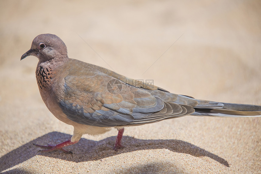 在沙滩上 在海边大笑小鸽子 飞人座的信徒们笑鸽尾巴生活荒野棕色折叠眼睛鸟类栖息地羽毛图片