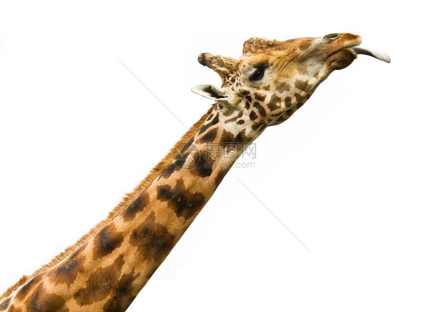 长颈鹿舔-孤立图片