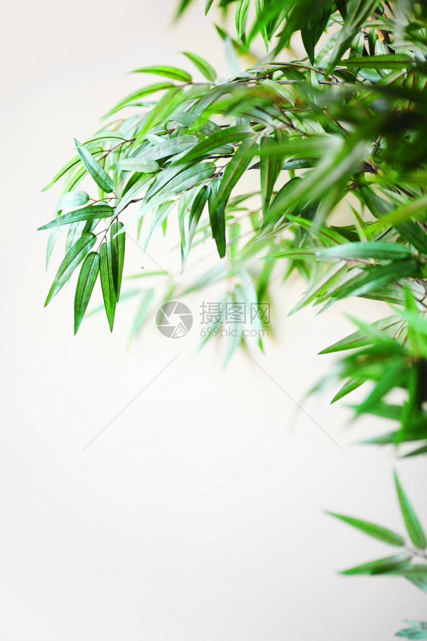 竹子植物叶子公园森林木头植物群活力树林文化丛林图片