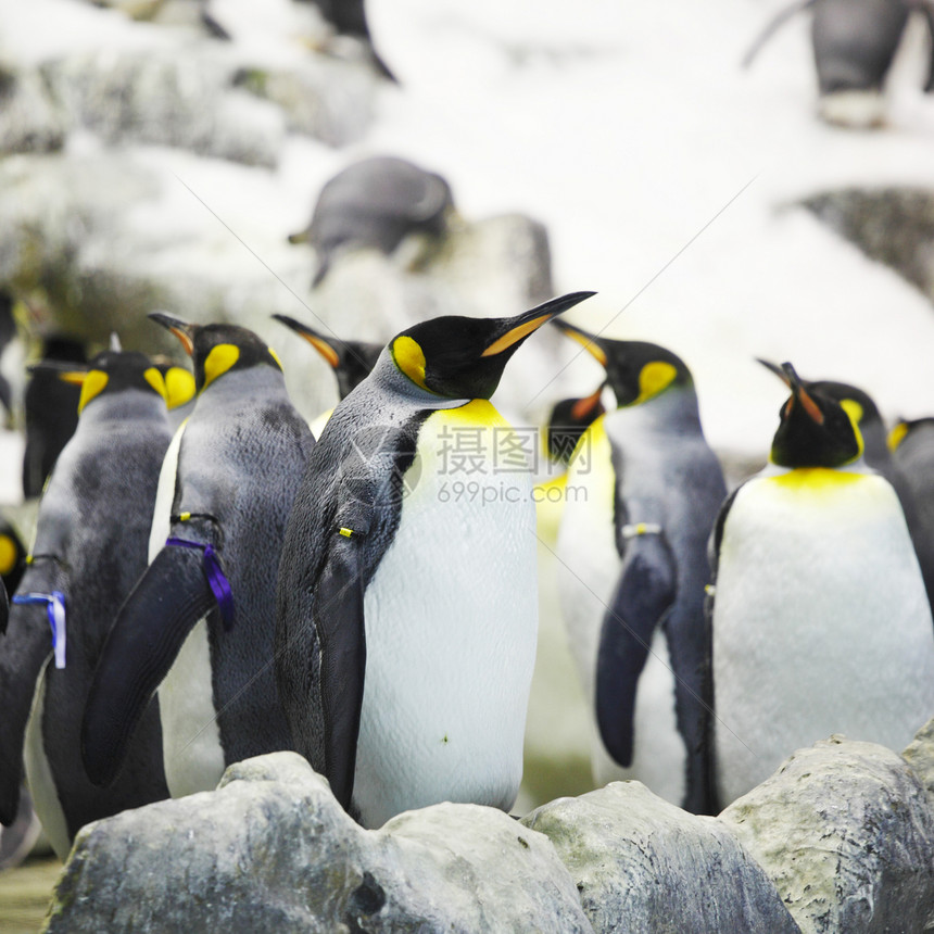 皇帝企鹅岩石气候享受异国生活地形野生动物冻结荒野动物图片