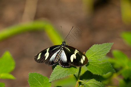 蝴蝶植物生物学动物生活生物昆虫野生动物环境宏观植被春天高清图片素材