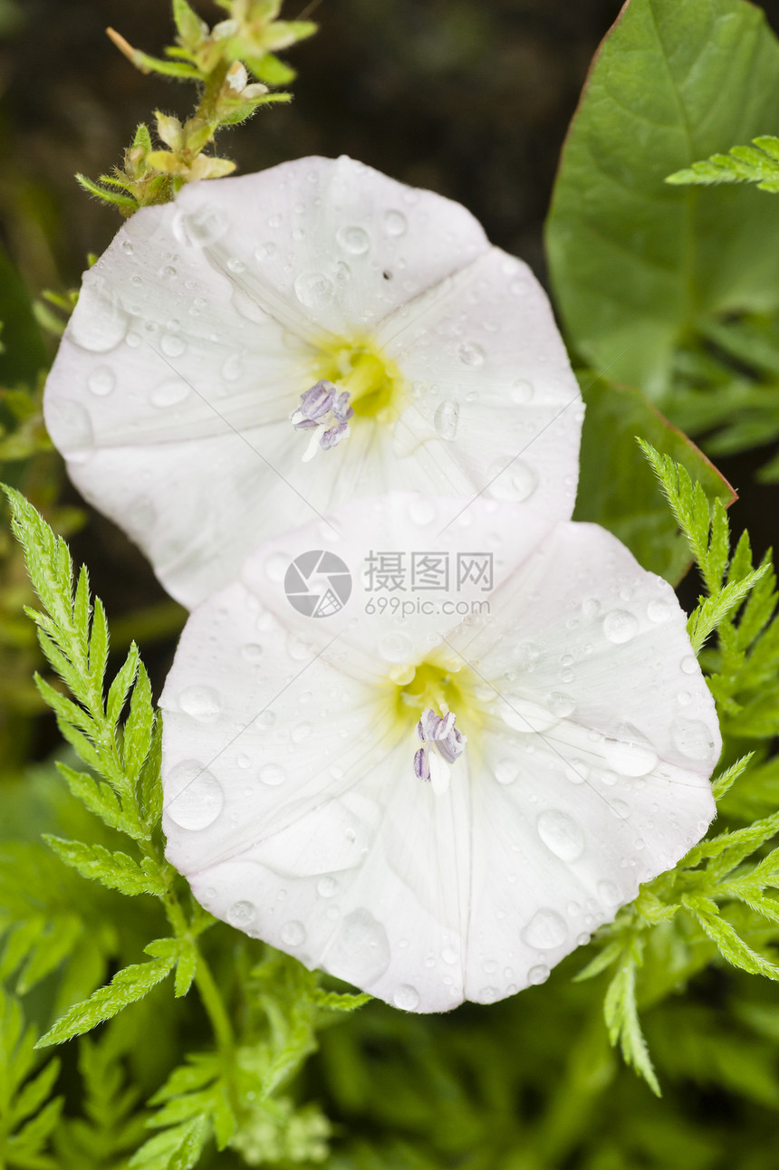 晨光花白色空心菜荣耀宏观植物图片