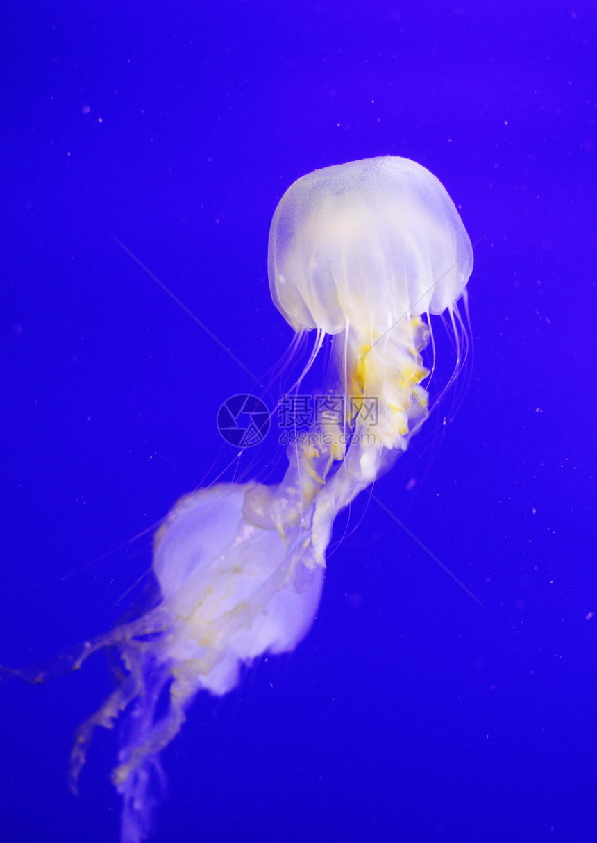 水母鱼生物辉光海蜇生活野生动物黑色潜水海洋危险潜艇图片