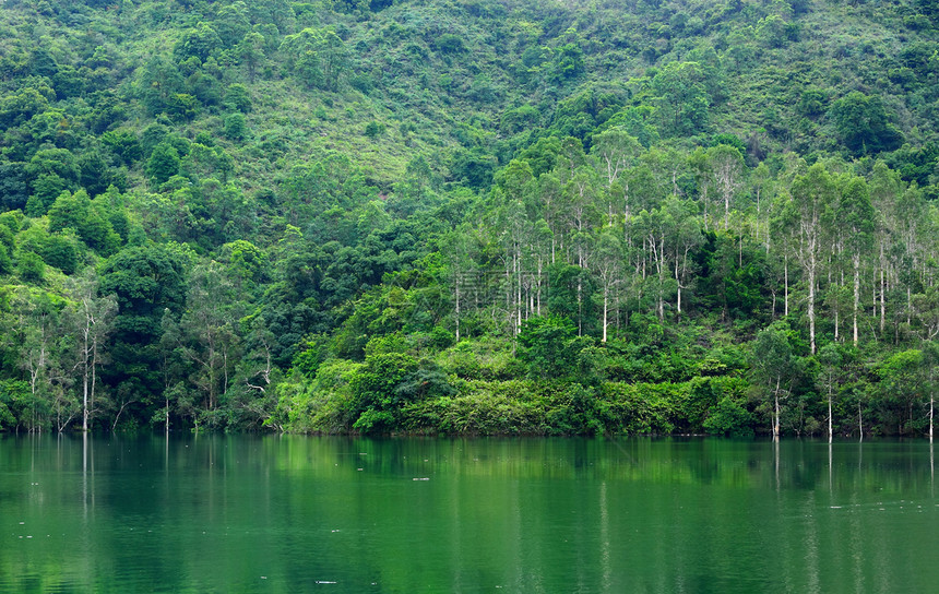 森林中的湖泊晴天水库林地活力天空风景环境公园叶子支撑图片