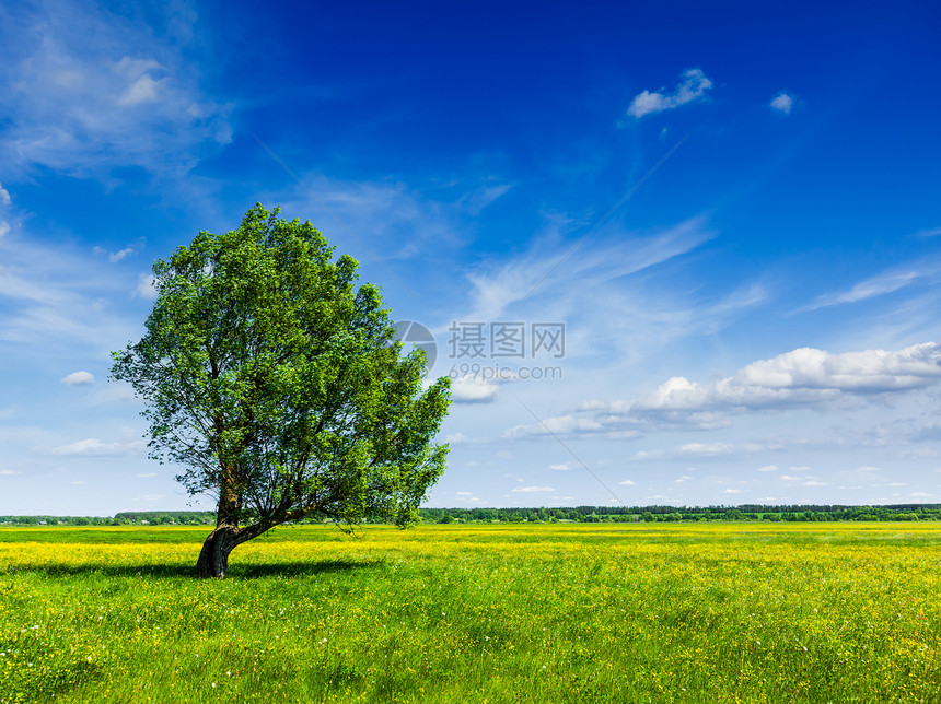 春夏夏季绿地景色 单树一棵风景乡村森林太阳日光场地天空晴天风光阳光图片