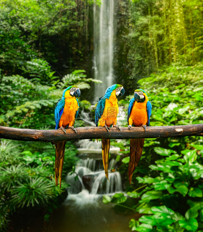 蓝和黄色Macaw植物瀑布野生动物鸟类风景动物大道森林荒野丛林图片