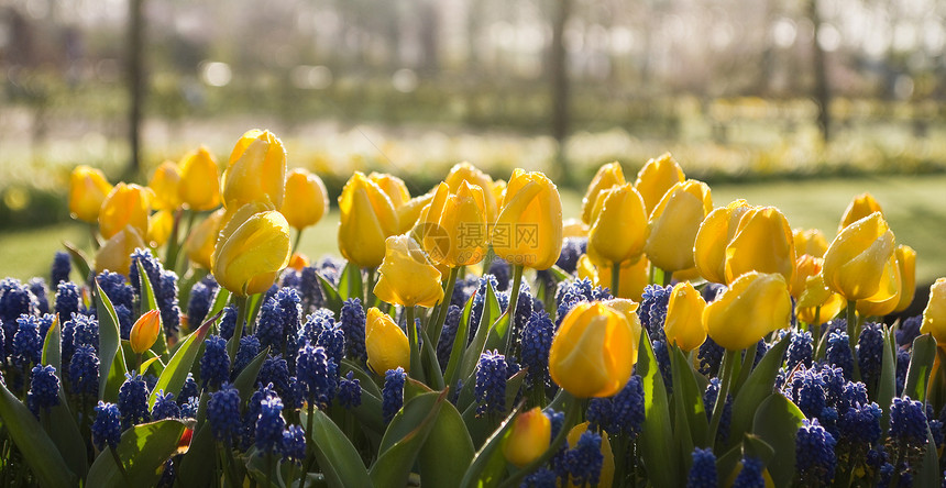 黄郁金香和春天的蓝葡萄图片
