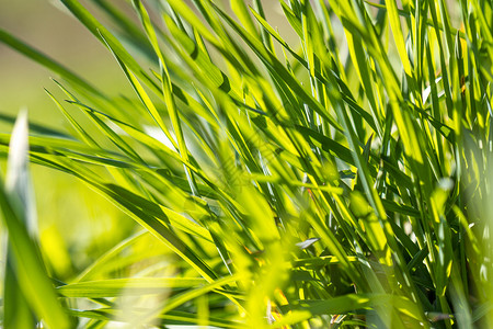 近距离的绿草束植物生长场地绿色牧草草地季节杂草谷物宏观背景图片