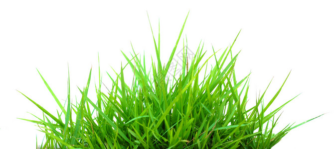 草植物场地环境绿色草地背景图片