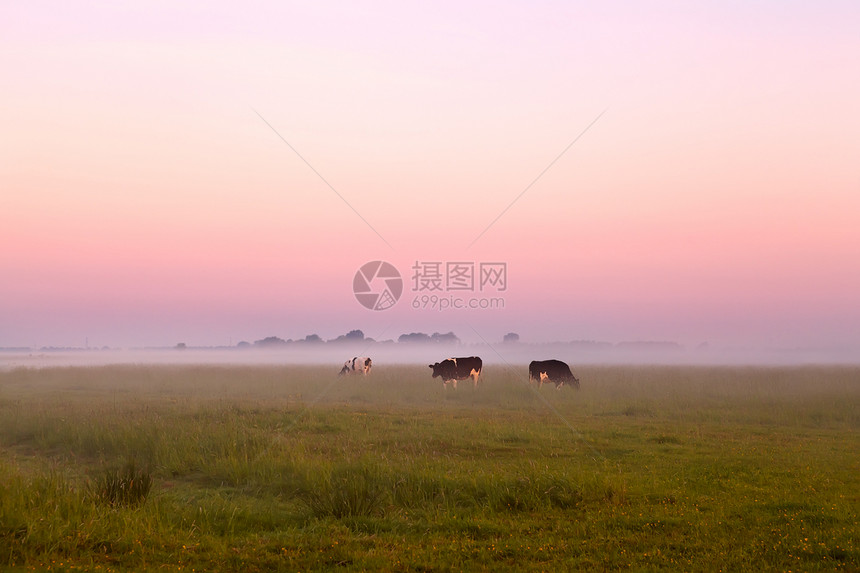 在夏草的荒雾中 有牲畜图片