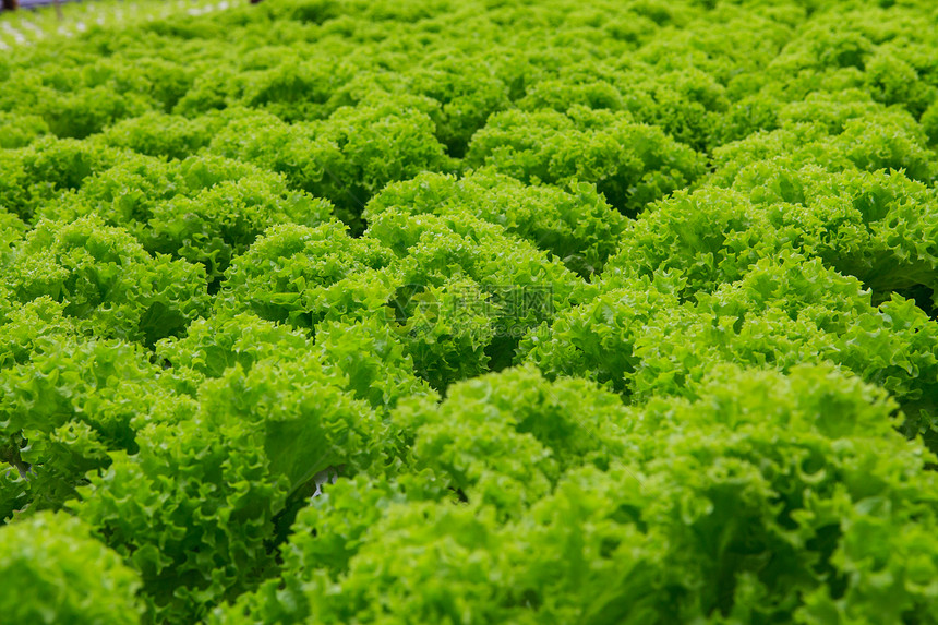 蔬菜水栽培农场文化技术食物农业绿色塑料材料管子植物温室图片