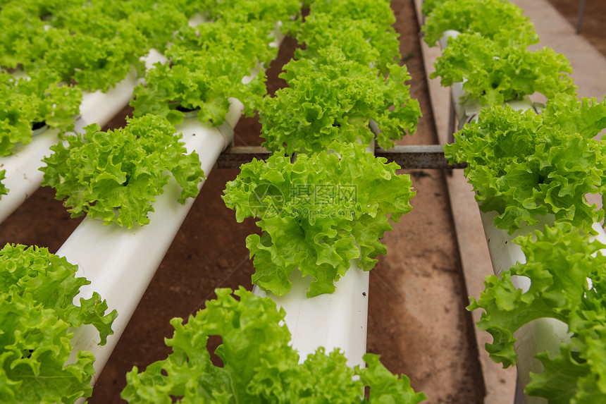 蔬菜水栽培农场绿色材料技术苗圃文化农业温室食物塑料管子图片