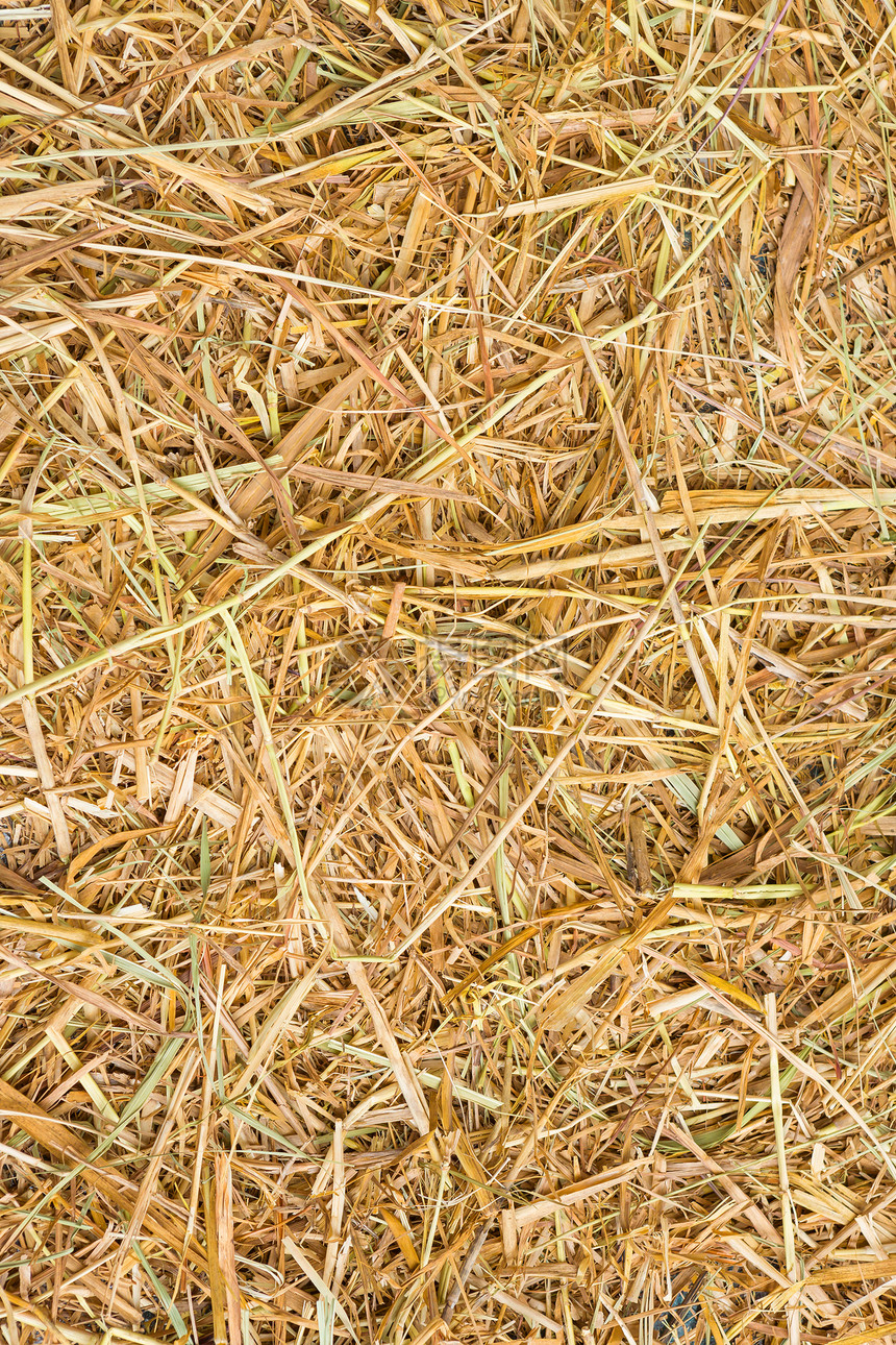 大米稻草背景谷物农民饲料干草生长食物家畜场地动物植物图片
