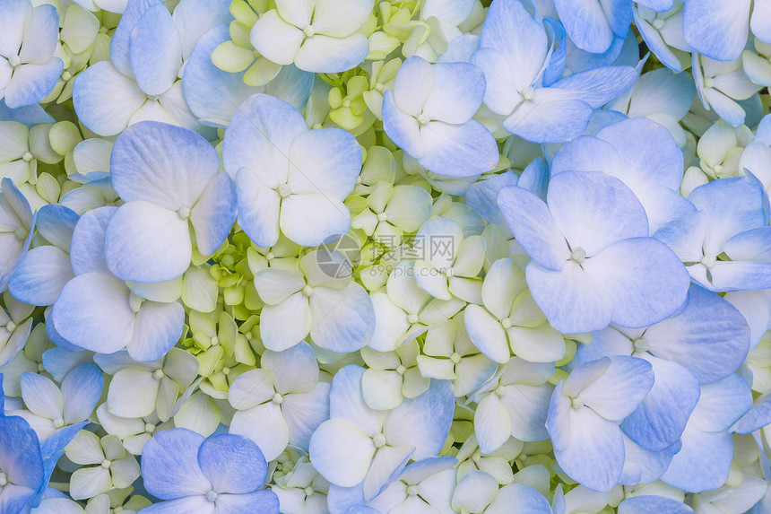 蓝蓝色黑兰花acolor花束绣球花宏观白色礼物玻璃蓝色念日花瓣植物群图片