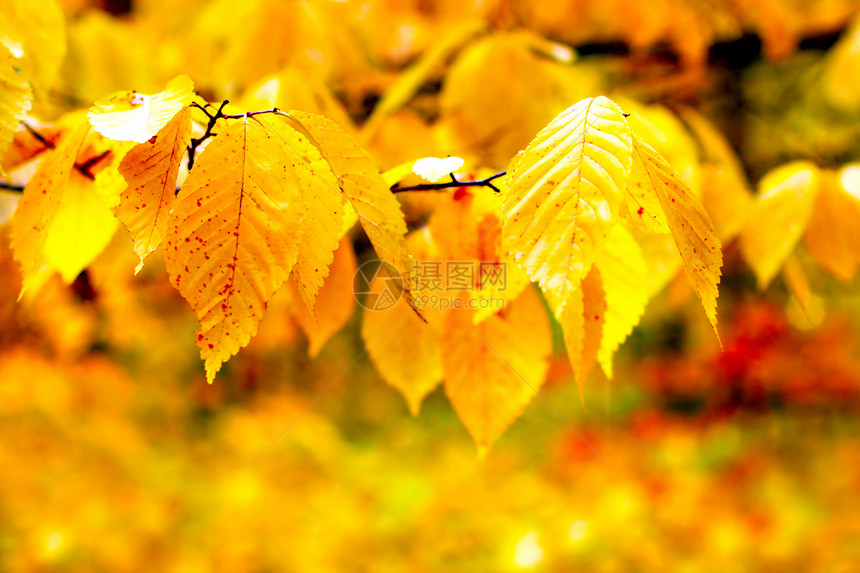 秋天的树叶植物黄色枝条宏观植被风景阳光橙子公园季节图片