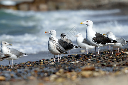 海滩上黑背海鸥石头黑色灰色支撑鹅卵石鸟类黑背冲浪白色动物背景图片