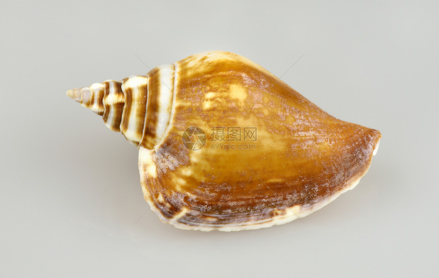 蜗牛贝壳动物棕色住房灰色白色螺旋图片