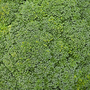 花椰菜蔬菜矿物质维生素植物蓝绿绿色背景图片