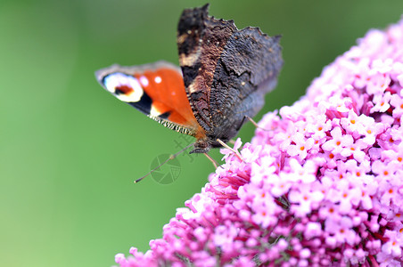 花朵上的孔雀蝴蝶动物昆虫绿色大都会女郎粉色花蜜天线彩绘宏观背景图片