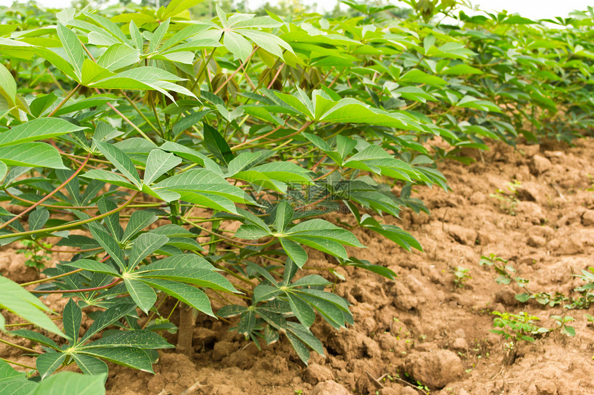 木沙瓦花园场地热带农田生长食物畜牧业下雨植物学花园颜料图片