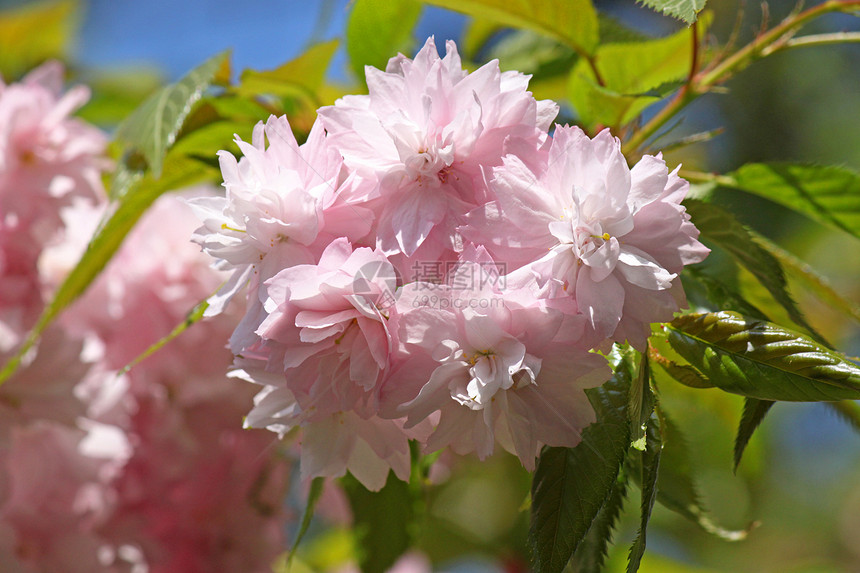 春天的樱桃树植物群天空蓝色粉色花园宏观花朵图片