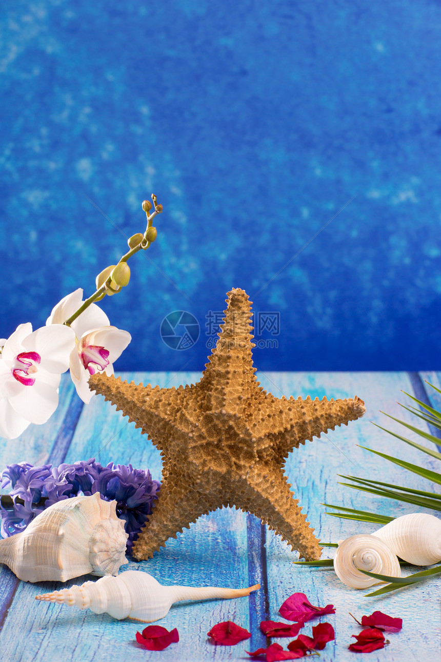带青柳花和白兰花的海贝壳花瓣贝壳花束海星植物学兰花季节淡紫色紫色植物图片