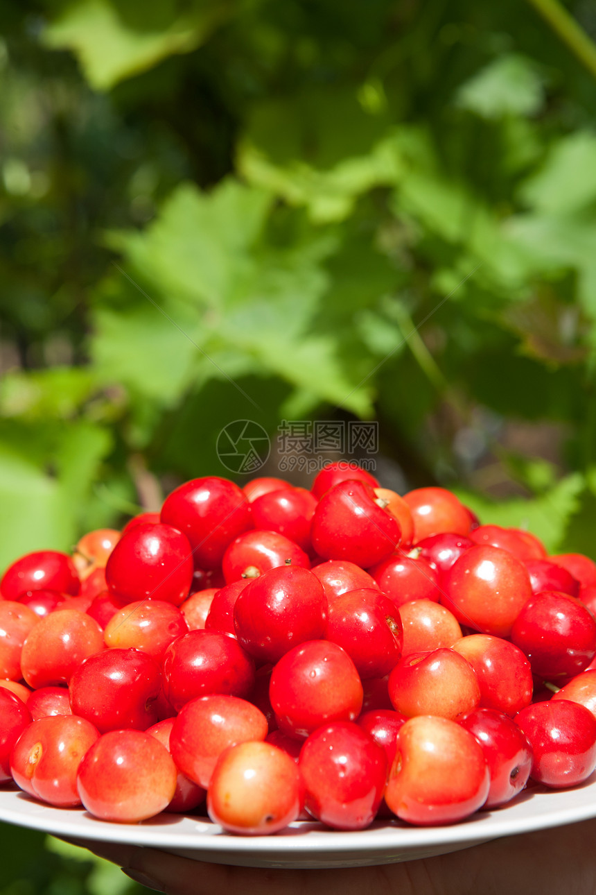 盘子里的樱桃宏观花园叶子维生素水果阳光团体生活饮食浆果图片