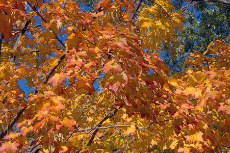 多伦多枫叶队休假假期树叶叶子僻壤树木橙子穷乡黄色太阳森林公园背景