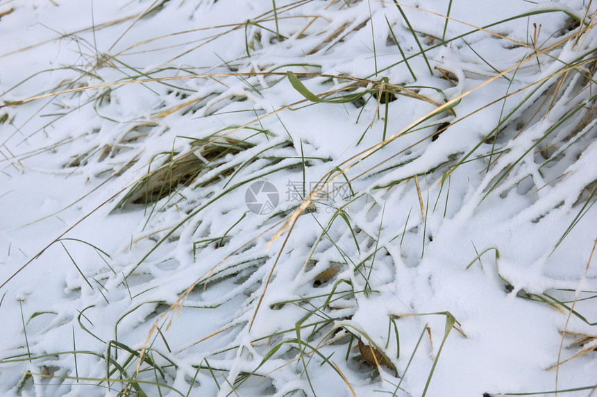 雪白色植物棕色阳光照射灰色图片