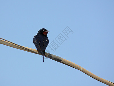 WAR 燕子蓝色天空家燕动物群黑色电缆绳索背景图片