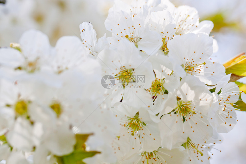 在户外春天的美丽白花植物蓝色花瓣花朵植物学生活花园植物群季节生长图片