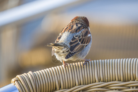 Eurasian 树麻雀 过路人蒙塔努斯荒野眼睛椅子羽毛谷物动物食物翅膀日光野生动物背景图片