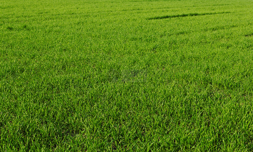 小麦田植物牧场谷物场景农业绿色风景季节草原草地图片
