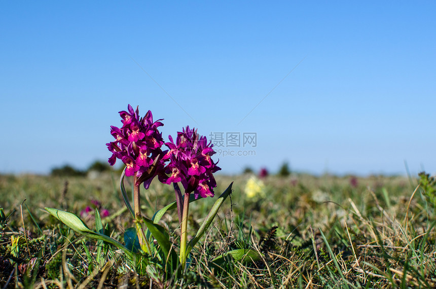 春天的花朵石灰石野生动物阳光夏花受保护植物群紫色草地荒野草原图片