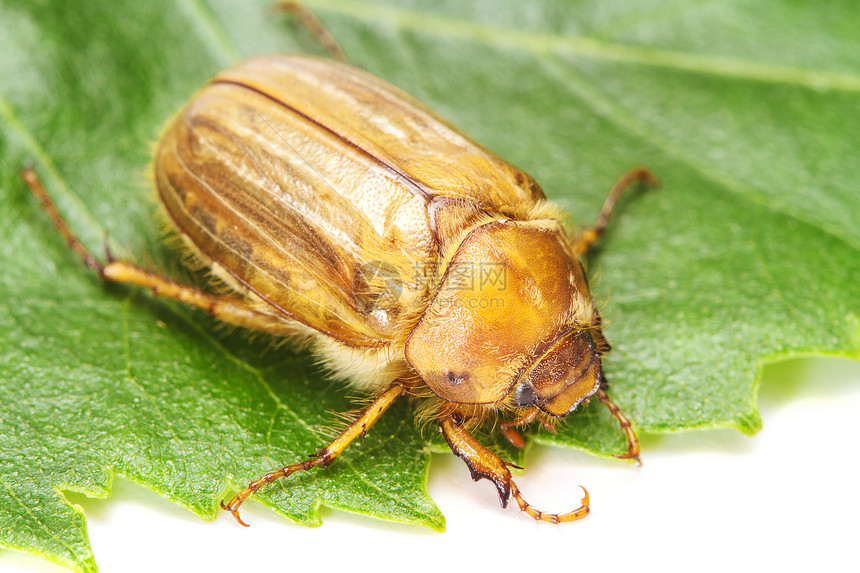 棕色甲虫生物学生物害虫昆虫天线动物生态叶子植物群骨骼图片