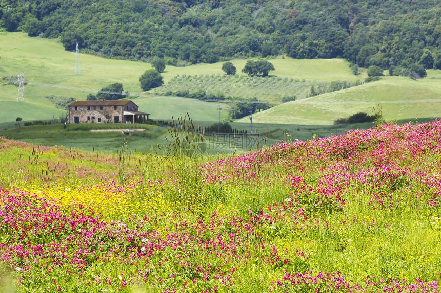 托斯卡纳岛风景与春花 意大利图片