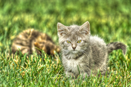 猫咪在高动态距离的草地玩耍背景图片