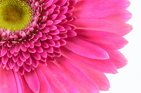 粉色热贝拉菊花宏观植物群雏菊花瓣植物白色背景图片